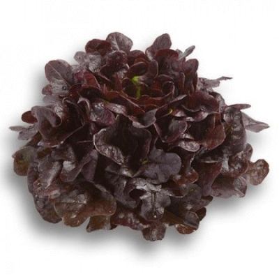 Салат Ксерафин (5 семян)