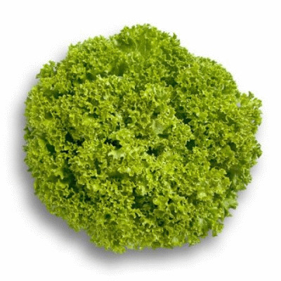Салат Левистро (5 семян)