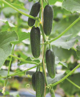 Огурец Бьерн ЭЛИТ  F1 (7 семян) - очень вкусный, урожайный, ранний, без горечи.