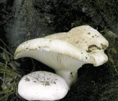 Белый груздь: Огромное количество спор в одном флаконе 30 мл. Попробуйте вырастить грибы у себя на участке - у Вас обязательно получится!
