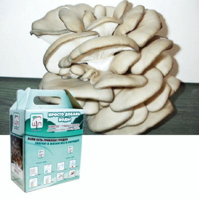 Набор для выращивания грибов Хитчер