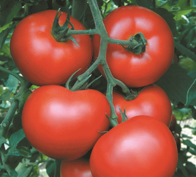 Томат Ольга F1 (5 семян): Очень урожайный и вкусный ранний гибрид (60-65 дней).