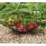 Подставки для клубники в наборе (7 штук) для повышения урожая, недопущения болезней ягод