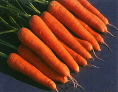 Морковь Розаль (2 г) - среднеранний крупный сорт. Тип Берликум.