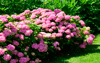 Фотосетка Цветы и газон: Долговечная и красивая! Имитация ярких цветов и газона у Вас на дачном участке