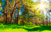 Используя в ландшафтном дизайне фотосетку Утро в лесу (шириной 2,5 метра), Вы создаете лесной пейзаж.