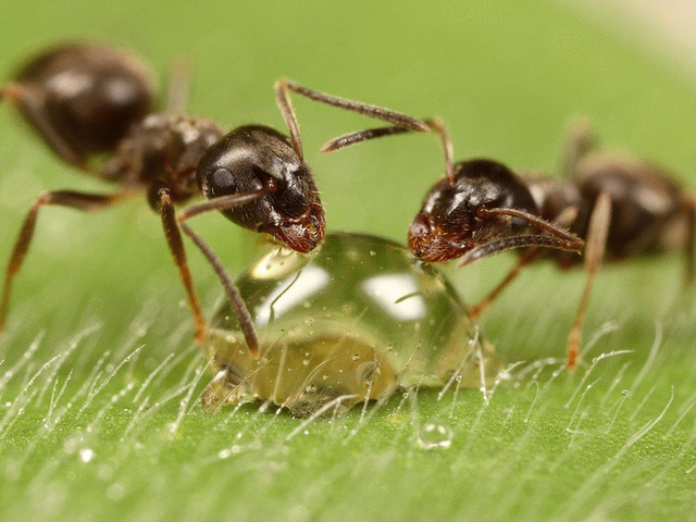 Защита от муравьев с помощью различных средств
