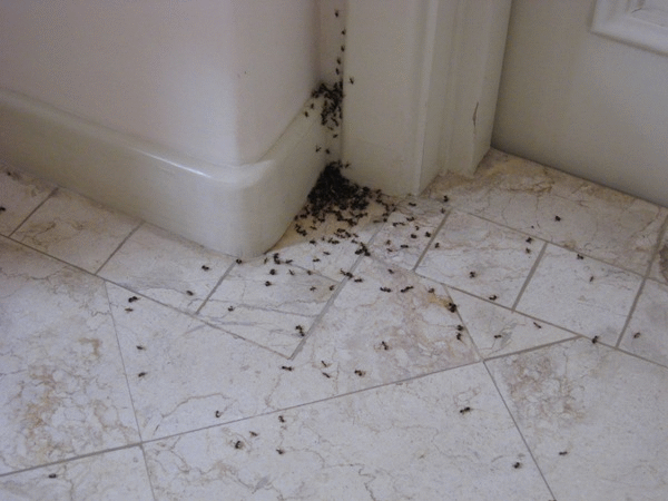 Используйте специальные порошки для борьбы с муравьями