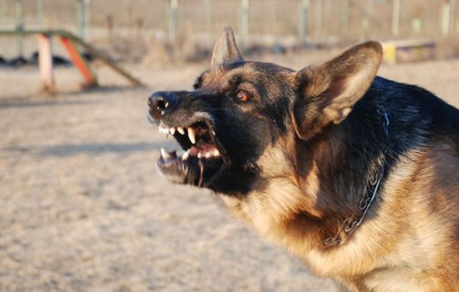 злая собака - очень агрессивна, как от нее защититься?