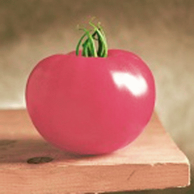 Элитный розовый томат