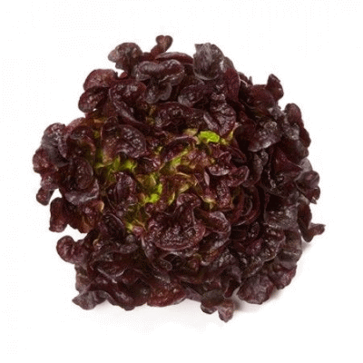 Салат Роксай (5 семян):  позднеспелый полукочанный сорт