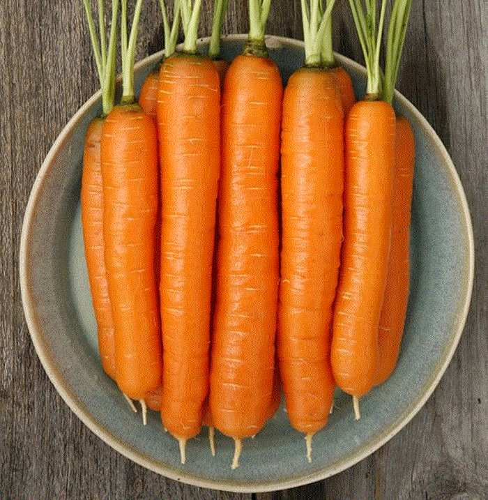 <b>Самсон ЭЛИТ</b> - голландские семена самой урожайной морковки