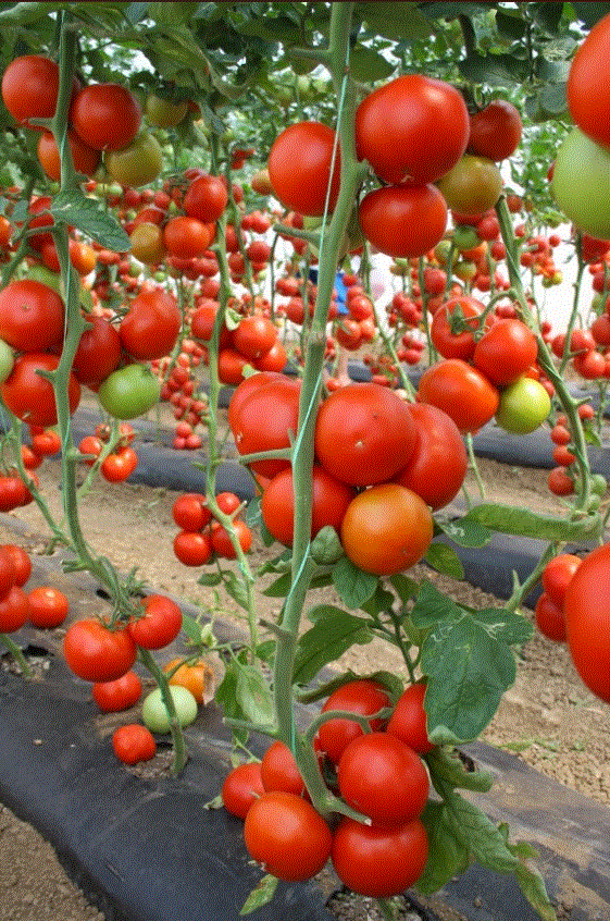 Серия ЭЛИТ: Семена томата Сейран F1: Раннеспелый (60-65 дней от высадки рассады), индетерминантный гибрид.