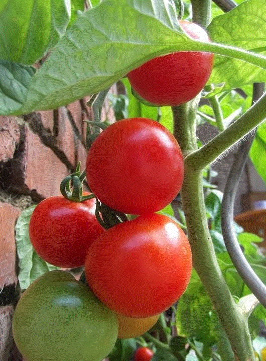 Серия ЭЛИТ: Семена томата Солероссо F1: Высокоурожайный ультраранний гибрид