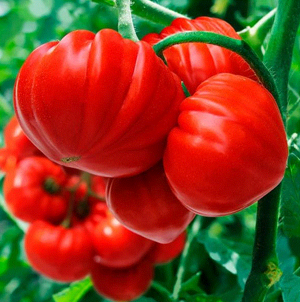 Серия ЭЛИТ: Cемена томата Сарра F1: Раннеспелый (60-65 дней от высадки рассады), индетерминантный, высокоурожайный гибрид. Сортотип Бычье сердце.
