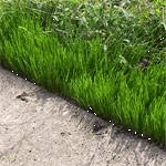 Газонная трава Придорожная 20 кг подходит для сдачи объектов
