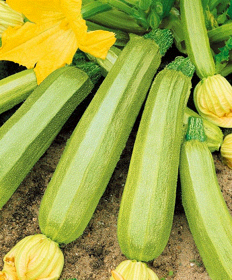 <b>Кабачок-цуккини Кавили ЭЛИТ F1</b> - самый лучший гибрид: вкусный, урожайный, отлиная лёжкость.