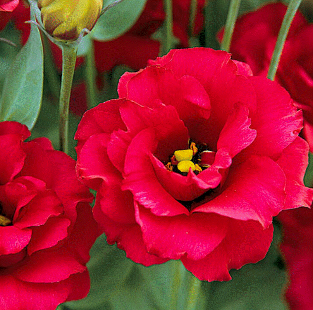 Семена цветов: Эустома крупноцветковая Арена Ред, 5 шт.