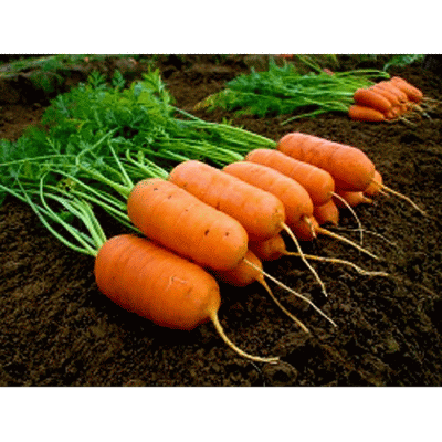 <b>Морковь Арон F1</b> - сортотип Каротель. Морковь для детей. 