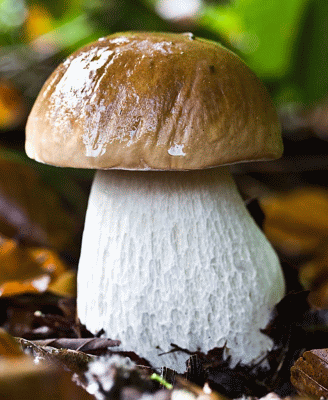 <b>Активированные споры белых грибов: </b> - грибница-субстрат для выращивания элитных лесных грибов на садовом участке.