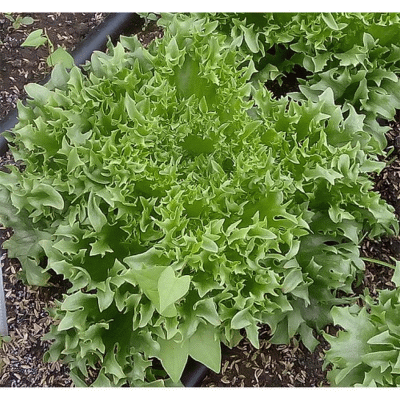 Салат Фрил Грин 0,1 г - универсальный салат для выращивания в различных условиях в течение весны, лета и осени.