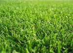 Газонная трава спортивная 0.5 кг подходит для детских и спортивных площадок