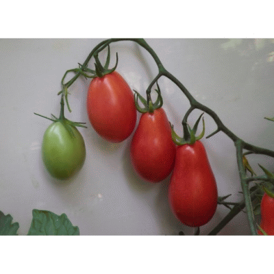 <b>Томат Граппа Розовая</b> - ранний, среднерослый, самый вкусный из томатов