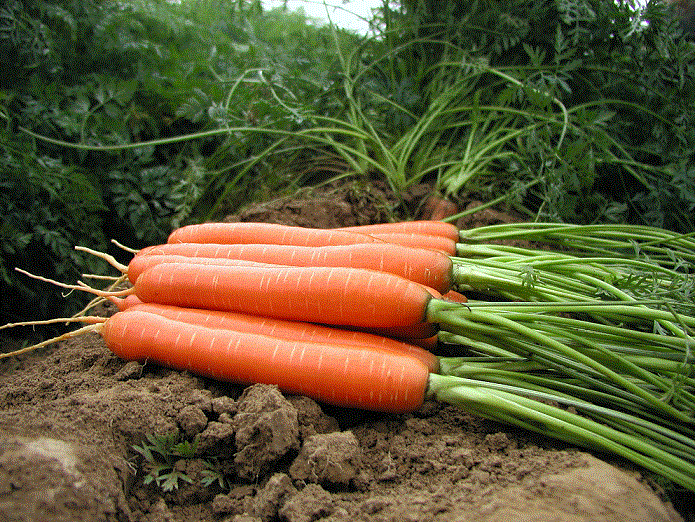 <b>Семена моркови Канада ЭЛИТ F1</b> - морковка для тяжелых почв (в легкой почве урожай будет еще больше)