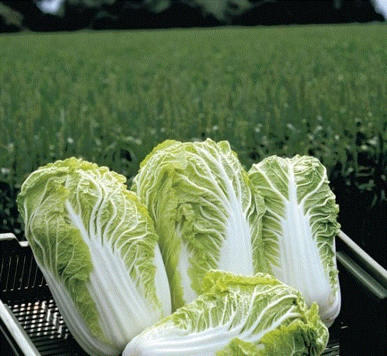 <b>Капуста пекинская Маноко ЭЛИТ F1</b> - семена очень раннего гибрида, абсолютно не подверженного цветушности