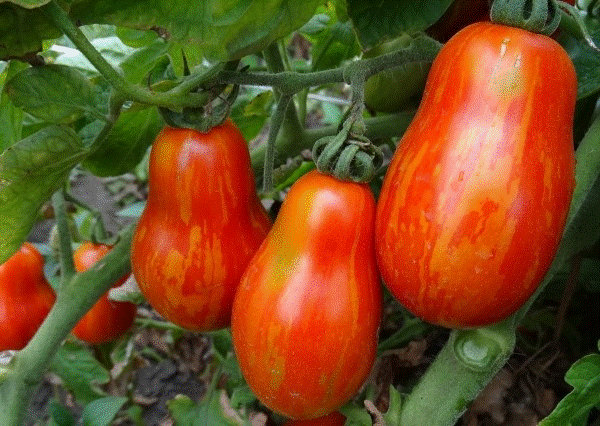 Семена томата Наваррский Карлик F1 (семена помидора)