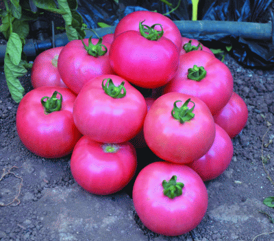 Томат Пандароза F1 (5 семян) Розовый гибрид с отличным вкусом. Ранний (созревание плодов наступает на 85 день после полных всходов)
