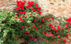 <b>Фотосетка Розы на камнях (158*250 см):</b> прекрасные цветы у Вас на участке украсят ландшафт
