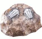 <b>Камень c трилобитами</b> -декоративная крышка люка в виде камня со скелетами трилабитов