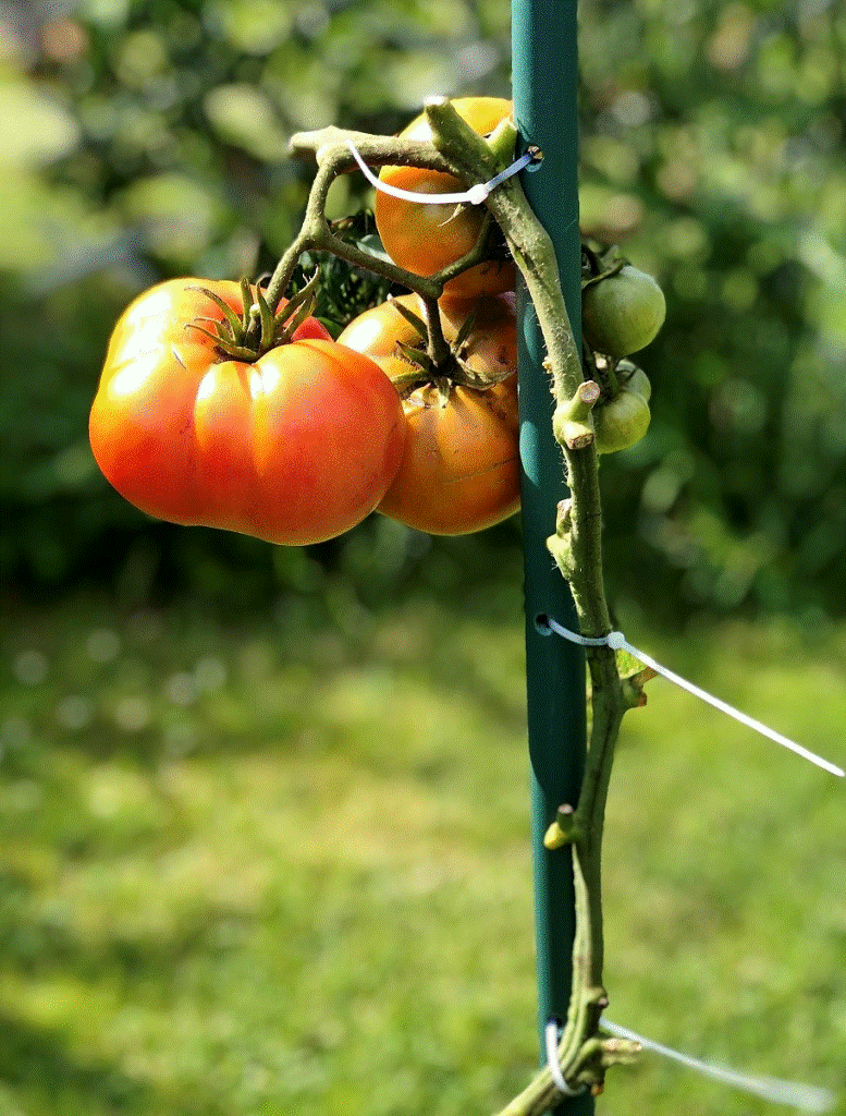 Опоры для томатов 6 шт. с хомутами 18 шт.