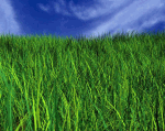 Газонная трава Теневыносливая 10 кг морозоустойчивая и многолетняя смесь