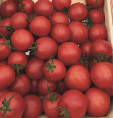 <b>Толстой F1</b> -  среднеранний гибрид томата с отличными вкусовыми качествами. Производство - Голландия