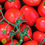 <b>Томат Дональд F1</b> - ультра-ранний помидор с периодом созревания всего 85 дней