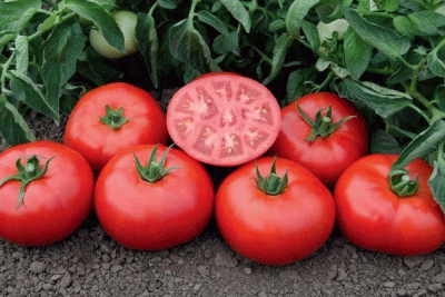 Премиум биф-томат. Вырастает до 300 грамм