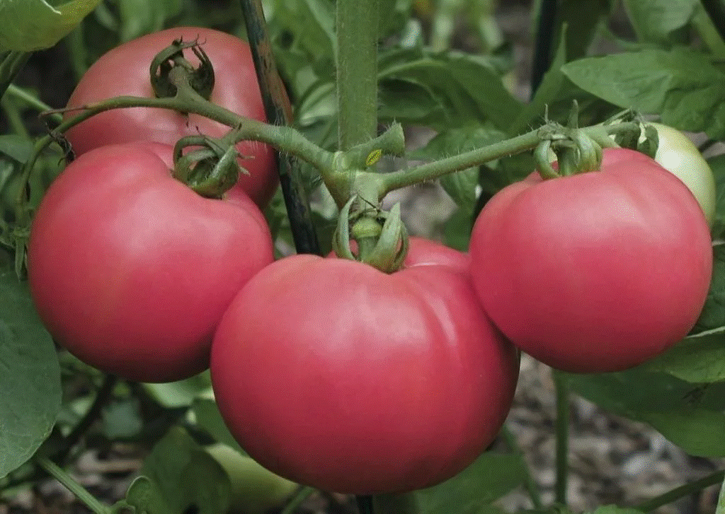 <b>Томат Торбей ЭЛИТ F1 5 семян</b> - очень вкусный розовый томат