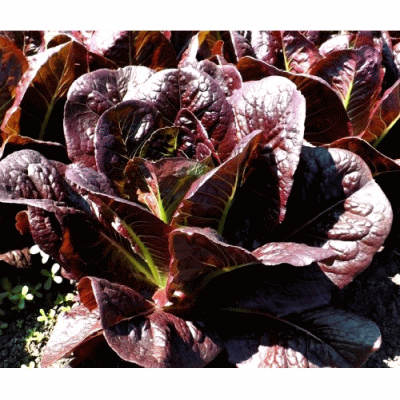<b>Салат Юкатан</b> - сортотип Ромэн с красными листьями.