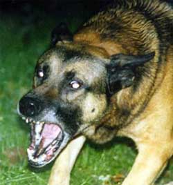 Ультразвуковые отпугиватели собак - эффективны против агрессивных собак