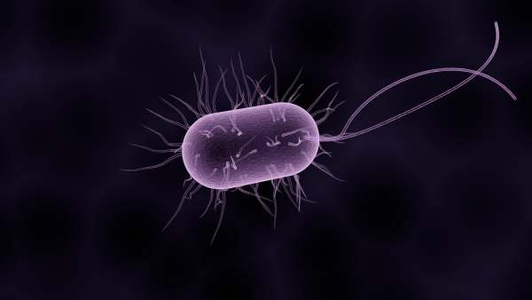 Как вырастить бактерии для септика