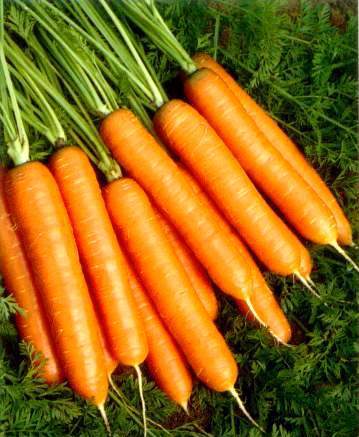 Голландские семена моркови - преимущества