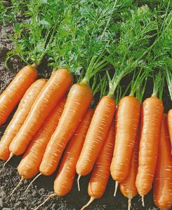 Планета Садовод - семена моркови из Голландии