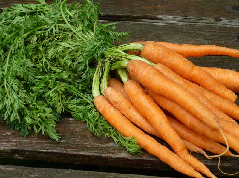 морковь из голландии
