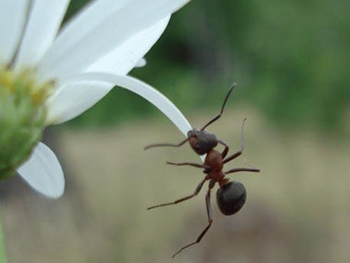 Пользуйтесь средствами от муравьев для защиты вашего участка и дома