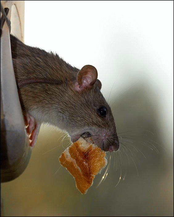 Ловушки и приманки надежный способ борьбы с крысами