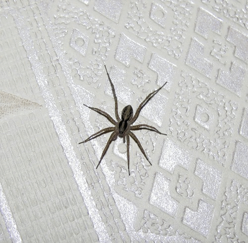 избавьте Ваш дом от пауков