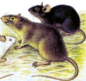 Ультразвуковые отпугиватели грызунов-устройства для эффективного отпугивания крыс, мышей и других видов грызунов
