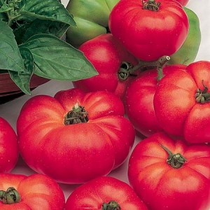 Чем голландские семена томатов лучше отечественных?